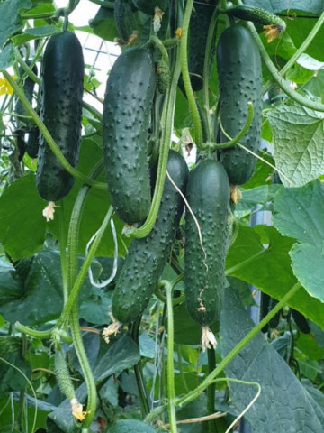 Spino F1 (100 seminte) castraveti tip cornichon extratimpuriu culoare verde inchis, Syngenta - Img 1