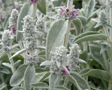 Stachys Bysantina (0,2 gr) seminte Urechea Iepurelui, planta melifera cu frunze argintii pufoase, flori roz, Toraf - Img 2