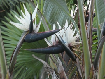 Strelitzia Nicolai (5 seminte) White Bird of Paradise - Pasarea Paradisului cu flori foarte mari, combinatie de alb, albastru si mov, Saflax - Img 5