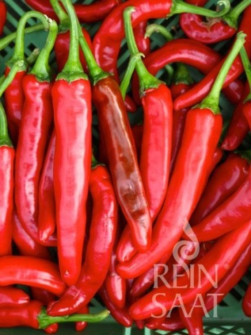 Taeyang medium BIO (30 seminte) ardei iute rosu gust semi-iute, aroma de chilli, ReinSaat