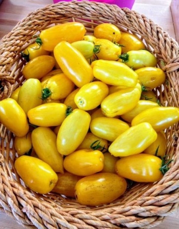 Taiko (40 seminte) tomate top cherry galbene ovale, gustoase, soi nedeterminat productiv, Seklos - Img 3