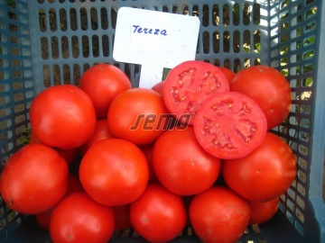 Tereza F1 (1000 seminte) de tomate de camp semitimpurii, planta viguroasa si productiva, Semo Cehia