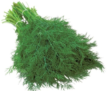 Thalia (5 gr) seminte marar pentru tot timpul anului, plante puternice, Seklos - Img 2