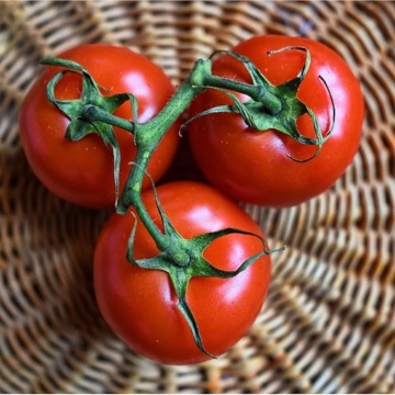 Tica BIO (10 seminte) tomate rotund-plate foarte ferme, recoltare in ciorchini, ReinSaat - Img 4