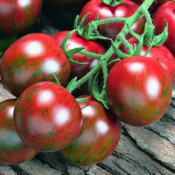 Tigrino (20 seminte) tomate de tip cherry "Tiger", tomate negre, Semo Cehia - Img 2