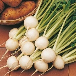 Tokyo Cross F1 (25 gr) seminte de ridichi de culoare alba pura timpurie cu productivitate mare pentru sezonul de primavara si toamna, Takii Seeds