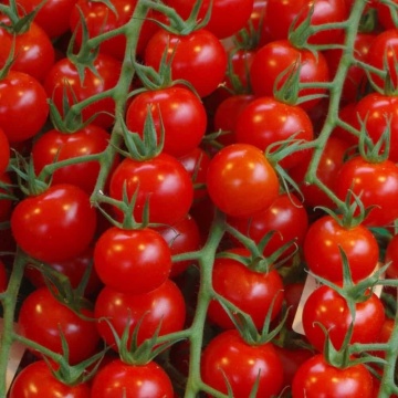 Tomate de Colgar (300 seminte) rosii rotunde, mici, adaptate la pastrare, Mascarell - Img 1