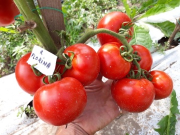 Tomate Florina 44 (600 seminte) de rosii romanesti cu crestere determinata de la SCDL Buzau - Img 2