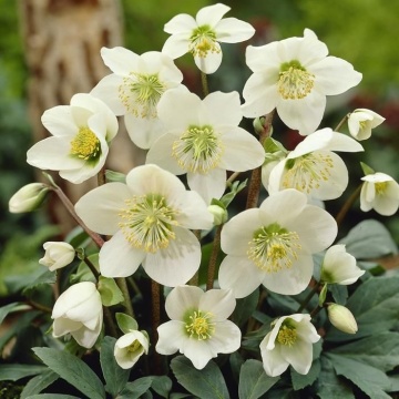 Trandafirul Craciunului (6 seminte) White Christmas Rose - Helleborus niger, flori albe delicate, infloreste iarna, Saflax - Img 2