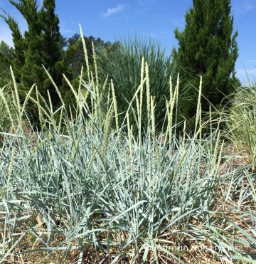 Trawa - Leymus arenarius (10 seminte) iarba perena decorativa prin frunze si spice, Toraf - Img 2