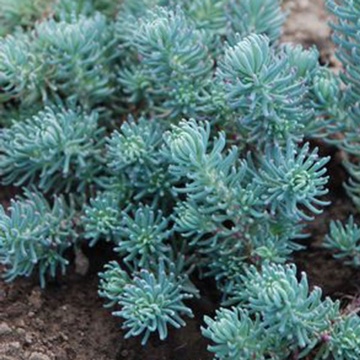 Tripmadam (2000 seminte) planta suculenta Iarba de Soaldina, flori galbene stelate, Seklos - Img 3