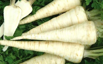 Troja (100 gr) seminte de patrunjel de radacina ce prezinta randament ridicat cu frunze mai scurte si o buna pastrare, Semo Cehia