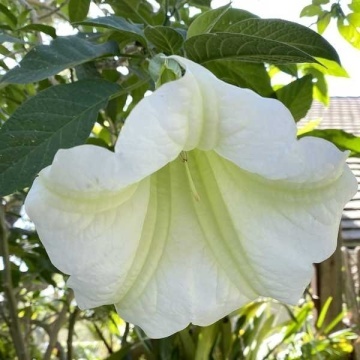 Trompeta Ingerilor alba (10 seminte) Angel's Trumpet White - Brugmansia suaveolens, flori mari albe parfumate, inflorire abundenta, Saflax - Img 4