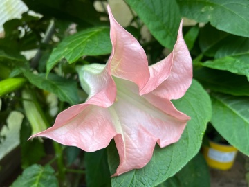 Trompeta Ingerilor roz (10 seminte) Angel's Trumpet Pink - Brugmansia suaveolens, flori mari roz parfumate, inflorire abundenta, Saflax - Img 2
