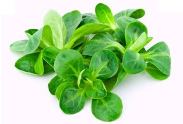 Trophy BIO (600 seminte) Salata Mielului-Fetica BIO, frunze aromate, crestere rapida, Seklos - Img 2