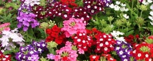 Urzicuta-Verbena (120 seminte) flori anuale colorate, Florian - Img 2