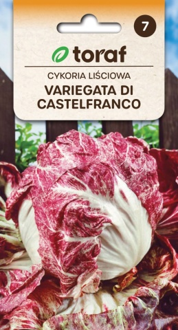 Variegata di Castelfranco (5 gr) seminte salata cicoare, capatani cu frunze bej cu maro-stacojiu, Toraf - Img 3