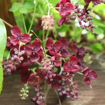 Vita de Ciocolata (10 seminte) Chocolate Wine - Akebia quinata, planta cataratoare, flori cu parfum de cacao, fructe comestibile, dulci, Saflax - Img 2