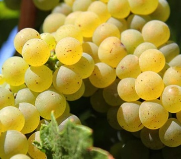 Vita de vie Tamaioasa Romaneasca butas de vita de vie, un soi romanesc valoros pentru vinuri aromate, Yurta - Img 1
