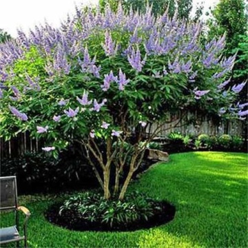 Vitex (30 seminte) Monk's Pepper - Vitex Agnus-Castus, planta medicinala pentru tulburari menstruale si digestive, Saflax - Img 5