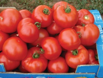 Viva F1 (500 seminte) rosii mari productive, calitate si gust excelent, hibrid nedeterminat timpuriu, Harmoniz Nirit Seeds - Img 4