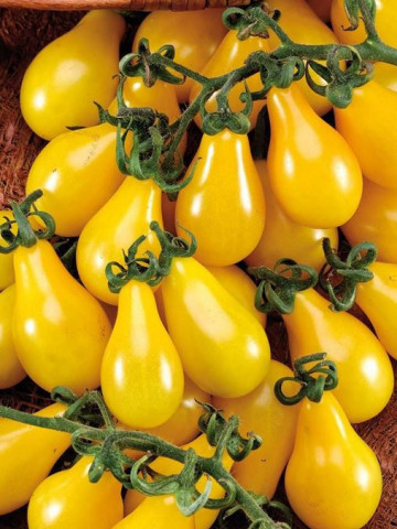 Yellow Pearshaped (120 seminte) de rosii galbene prunisoare tip cherry, Seklos - Img 1