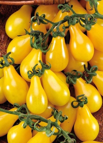 Yellow Pearshaped (60 seminte) rosii galbene prunisoare tip cherry, Seklos