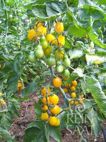 Yellow Submarine BIO (25 seminte) tomate cherry galbene in forma de para, ReinSaat