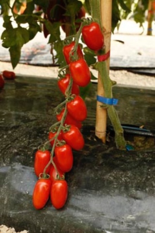 Zuccherino F1 (5 seminte) rosii cherry crestere nedeterminata, timpurietate buna, fructe alungite culoare rosu aprins, foarte dulci, Kertimag - Img 2