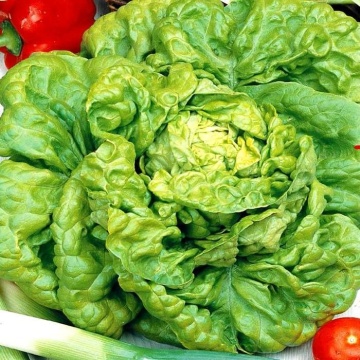Zwart Duits (1400 seminte) salata verde tip Butterhead, frunze crocante, gust bun, Seklos - Img 1