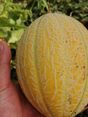 Akiles F1 (500 seminte) pepene galben timpuriu, tip Cantalup, pentru productii in spatii protejate si camp, rezistenta mare la fusarium si fainare, Fito Semillas - Img 1