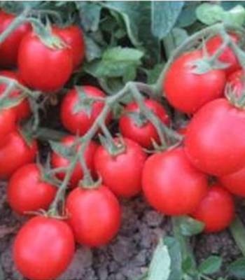 Albarossa F1 (5000 seminte) rosii cdeterminate semitimpurii pentru recoltare mecanizata si procesare, Cora Seeds