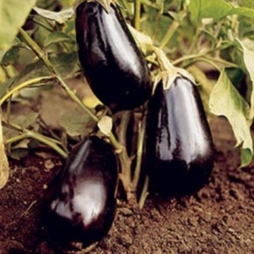 Alexandra (3000 seminte) vinete, soi semitimpuriu, Agrosel