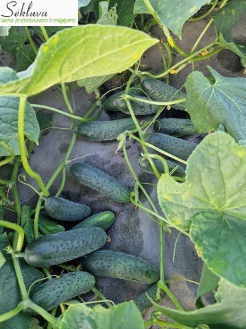 Anvar F1 (20 seminte) castraveti cornichon numai flori femele, hibrid productiv, Sekluva - Img 3