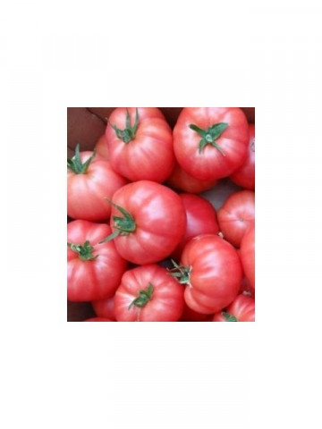 Aphen F1 (10 seminte) de tomate roz cu crestere nedeterminata, extratimpurii, Clause - Img 2