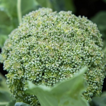 Apolena F1 (150 seminte) broccoli capatana mare, hibrid ceh semi-tardiv, Sekluva