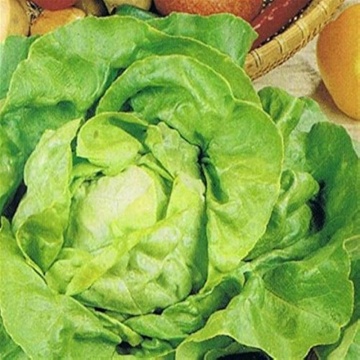 Appia (700 seminte) salata verde tip Butterhead, capatani mari, frunze carnoase, Seklos