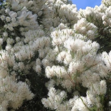 Arbore de Ceai Australian (400 seminte) Australian Tea Tree - Melaleuca alternifolia, frunze cu ulei esential, flori mici, albe, Saflax - Img 3