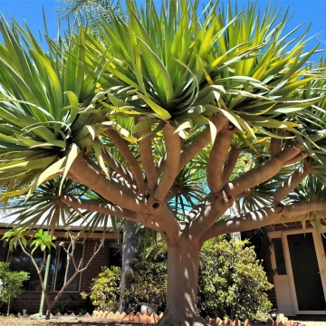 Arbore Dragon (5 seminte) Dragon Tree - Dracaena Draco, decorativ cu viata lunga, Saflax - Img 5