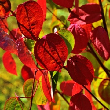 Arbore Japonez de Turta Dulce (200 seminte) Katsuratree - Cercidiphyllum japonicum, frunze culori schimbatoare, aroma de caramel si scortisoara, Saflax - Img 5
