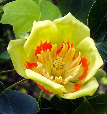Arbore Lalea (20 seminte) Tulip Tree - Liriodendron tulipifera, flori lalea galben-verzui cu pete orange, frunzis foarte decorativ, Saflax - Img 3