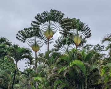 Arborele Calatorului (8 seminte) Traveler's Tree - Ravenala madagascariensis, frunze evantai asemanatoare palmierului, Saflax - Img 2