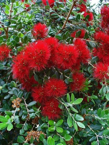 Arborele Craciunului (300 seminte) New Zealand Christmas Tree - Metrosideros excelsa, ciorchini densi de flori rosii, frunze argintii, Saflax - Img 7