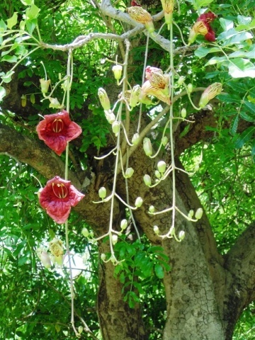 Arborele de Carnati (10 seminte) Sausage Tree - Kigelia pinnata var. africana, flori mari rosu inchis, fructe lungi, interesante, Saflax - Img 6