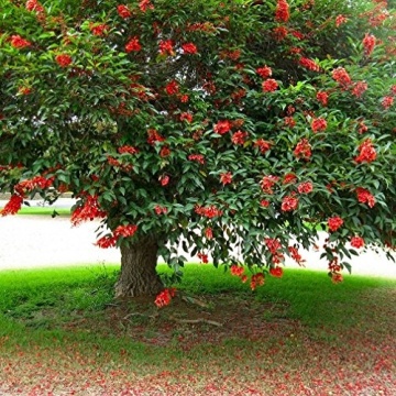 Arborele de Coral (6 seminte) Cockspur Coral Tree - Erythrina crista-galli, flori rosii, inflorire abundenta, Saflax - Img 4