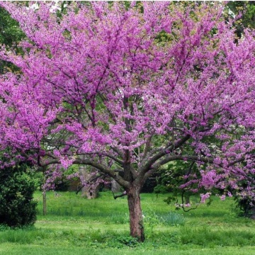 Arborele de Iudeea (60 seminte) Lover's Tree - Cercis siliquastrum, arbore decorativ cu frunze in forma de inima si flori roz, Saflax - Img 3