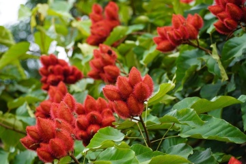 Arborele de Ruj (20 seminte) Lipstick Tree - Bixa orellena, flori si fructe decorative, Saflax - Img 4