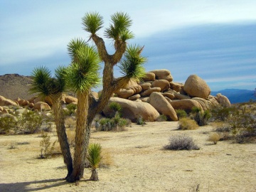 Arborele Iosua (10 seminte) Joshua Tree - Yucca brevifolia, arbore decorativ vesnic verde, crestere lenta, Saflax - Img 4