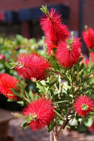 Arbust Perie de sticle (40 seminte) Red Bottle Brush - Callistemon citrinus, flori rosii, frunze cu parfum de citrice, Saflax