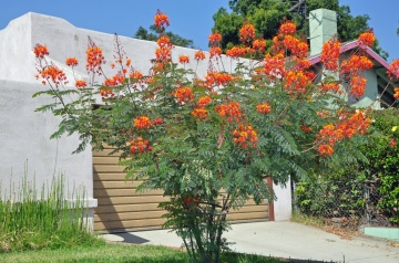 Arbustul Paun (10 seminte) Mexican Bird of Paradise - Caesalpinia pulcherrima, flori superbe rosii-portocalii, Saflax - Img 3